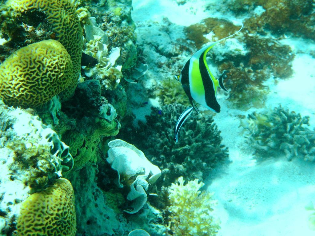 Salt Lake Lodge Savusavu Værelse billede